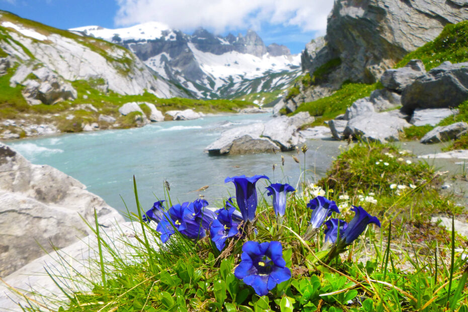 Wandelen tussen alpenbloemen