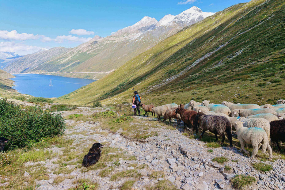 Wandelaar met schapen